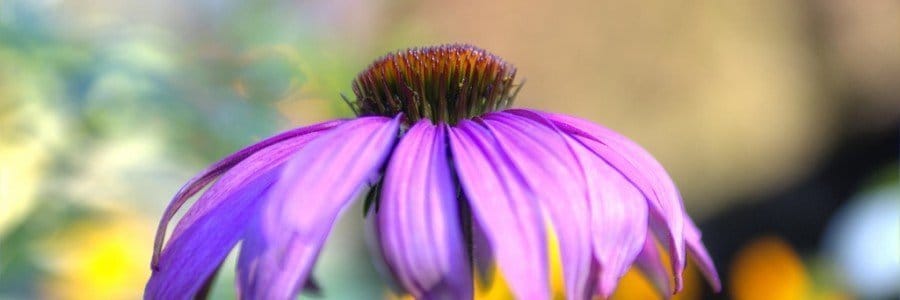 El vacío legal de las plantas medicinales
